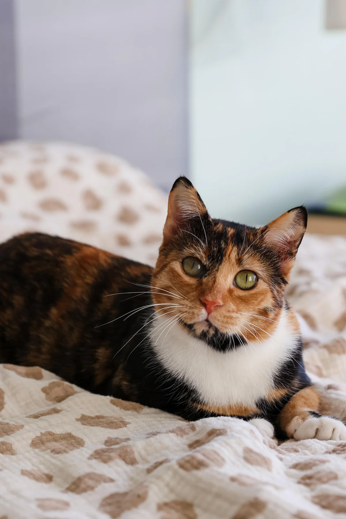 Katze liegt entspannt wieder zuhause auf dem Bett